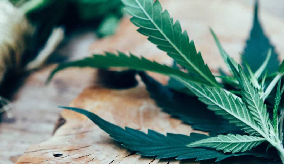 Q&A with KINDLAND: why cannabis is the next frontier for content